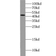 abx230209