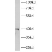 WB analysis of mouse testis tissue, using AGPAT3 antibody (1/1000 dilution).