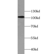 abx230231