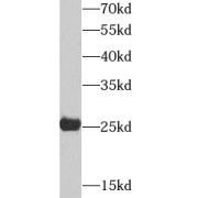 abx230247