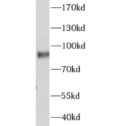 abx230256