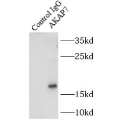 A-Kinase Anchor Protein 7 Isoform Gamma (AKAP7) Antibody