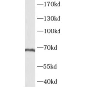 WB analysis of Raji cells, using AKNA antibody (1/600 dilution).
