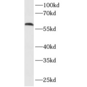 abx230273