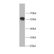 WB analysis of HEK-293 cells, using ALDH3A1 antibody (1/1000 dilution).