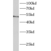 WB analysis of RAW 264.7 cells, using ALDH3B1 antibody (1/300 dilution).