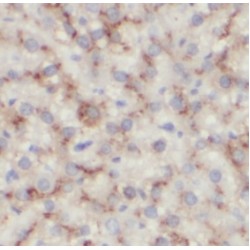 Aldolase C Antibody
