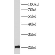 abx230315
