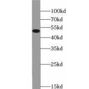 WB analysis of HeLa cells, using alpha 1b Tubulin antibody (1/500 dilution).