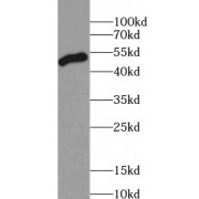WB analysis of HeLa cells, using tubulin-Alpha antibody (1/1000 dilution).