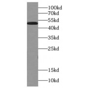 WB analysis of HeLa cells, using alpha Tubulin antibody (1/10000 dilution).