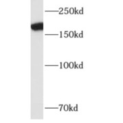 abx230350