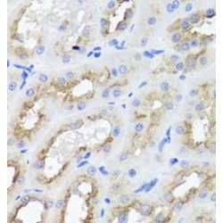 Activating Molecule In BECN1-Regulated Autophagy Protein 1 (AMBRA1) Antibody