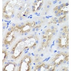 Activating Molecule In BECN1-Regulated Autophagy Protein 1 (AMBRA1) Antibody