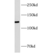 abx230366