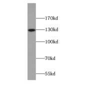 abx230368