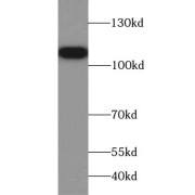 abx230373