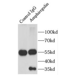 Amphiregulin (AREG) Antibody