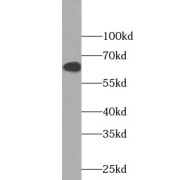 WB analysis of HeLa cells, using PRKAA1 antibody (1/300 dilution).
