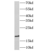 abx230390