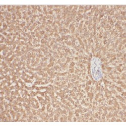 Angiotensinogen (AGT) Antibody