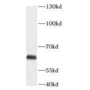abx230397