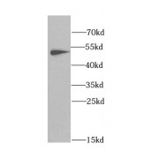 WB analysis of A375 cells, using ANGPTL3 antibody (1/1000 dilution).