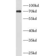 abx230407