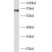 abx230408