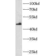abx230412
