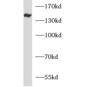 abx230415