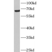 WB analysis of HeLa cells, using ANKRD53 antibody (1/1000 dilution).