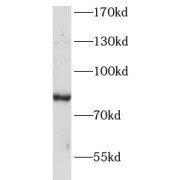 abx230420