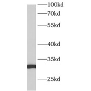 abx230421