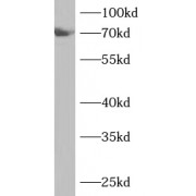 WB analysis of A549 cells, using ANKS1B antibody (1/1000 dilution).