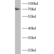 WB analysis of A549 cells, using ANKS1B antibody (1/1000 dilution).