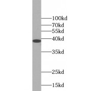 WB analysis of K-562 cells, using ANXA1 antibody (1/1000 dilution).