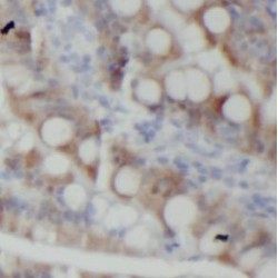 Annexin A1 (ANXA1) Antibody