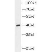 WB analysis of K-562 cells, using ANXA1 antibody (1/300 dilution).