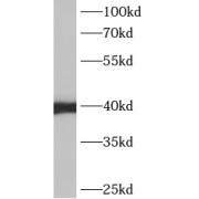 WB analysis of mouse skeletal muscle tissue, using ANXA13 antibody (1/1000 dilution).