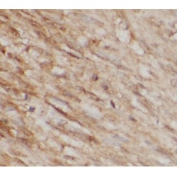 Annexin IV (ANXA4) Antibody