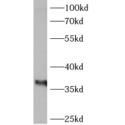 WB analysis of RAW 264.7 cells, using Annexin IV antibody (1/1000 dilution).