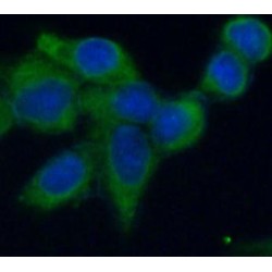 Annexin V (ANXA5) Antibody