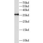 WB analysis of HEK-293 cells, using ANXA5 antibody (1/1000 dilution).