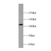 abx230442