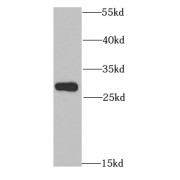 abx230445
