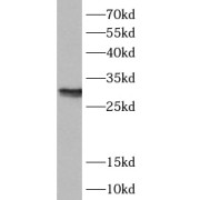 abx230446