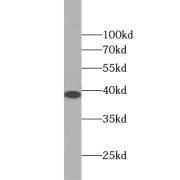 abx230452
