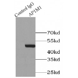 AP-1 Complex Subunit Mu-1 (AP1M1) Antibody