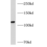 WB analysis of NIH/3T3 cells, using AP3D1 antibody (1/500 dilution).